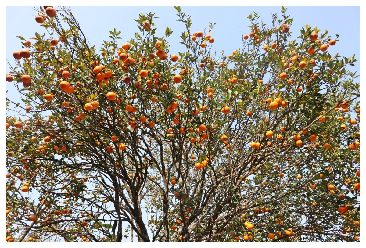 Nature Lover Homestay -Sittong Homestay